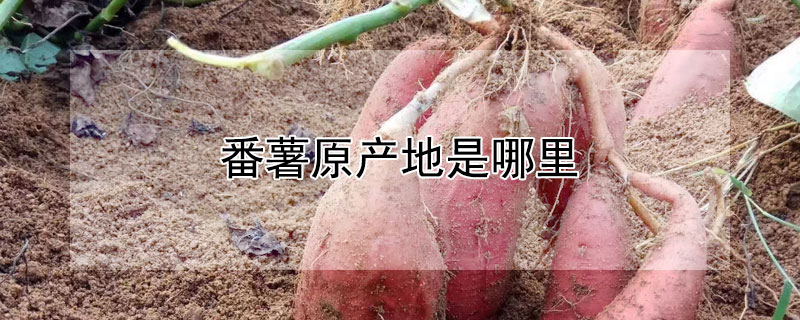 番薯原产地是哪里（番薯原产于哪里）