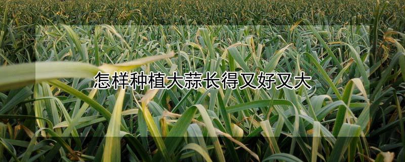 怎样种植大蒜长得又好又大 大蒜怎么种植长得好