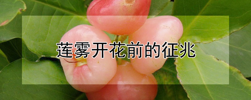 莲雾开花前的征兆（莲雾开花前的征兆是什么）