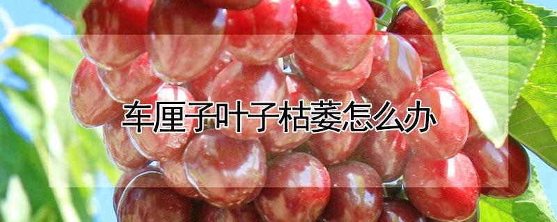 车厘子叶子枯萎怎么办（为什么车厘子树叶会枯呢）