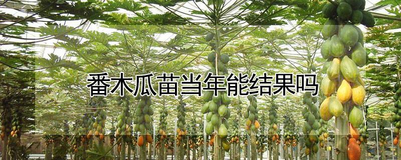 番木瓜苗当年能结果吗 番木瓜实生苗几年结果