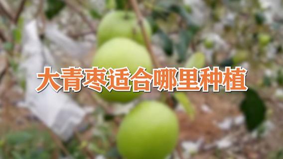 大青枣适合哪里种植 大青枣适合什么地方种植