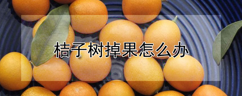 桔子树掉果怎么办（桔子树掉果怎么办视频）