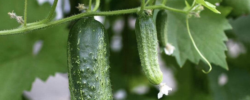 黄瓜如何整枝打叉（黄瓜整枝打叉技术）