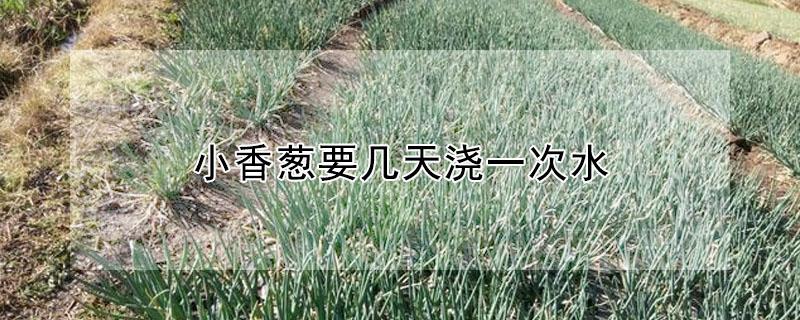 小香葱要几天浇一次水（盆栽小香葱一般什么时候浇水合适?）