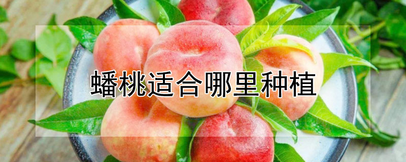 蟠桃适合哪里种植 蟠桃适合在南方种植吗