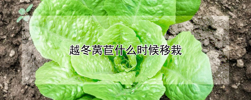 越冬莴苣什么时候移栽（越冬莴苣什么时候移栽比较好）