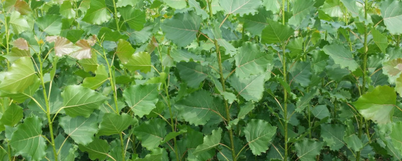 杨树苗怎么栽成活率高 杨树苗怎么栽成活率高呢