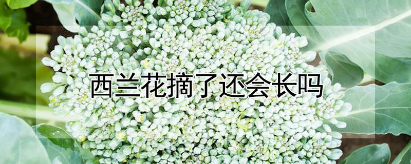西兰花摘了还会长吗 西兰花长成什么样就可以摘了