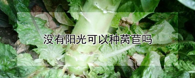 没有阳光可以种莴苣吗（没有阳光可以种莴苣吗图片）
