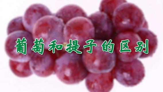 葡萄和提子的区别（葡萄和提子的区别图片）