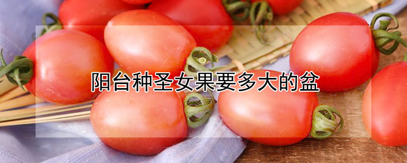 阳台种圣女果要多大的盆（阳台种圣女果需要多大的盆）