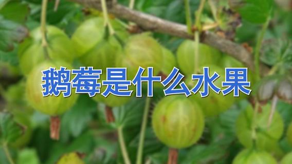 鹅莓是什么水果 鹅莓是什么水果的果实