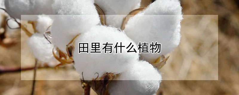 田里有什么植物（田里有什么植物的图片）