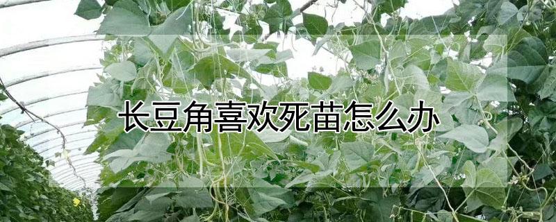 长豆角喜欢死苗怎么办 豆角死苗是什么原因