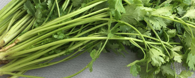 如何种植香菜（香菜种植）