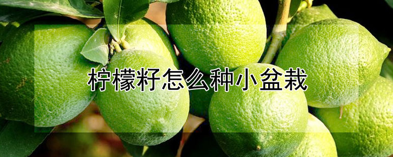 柠檬籽怎么种小盆栽 柠檬籽怎么种小盆栽呢