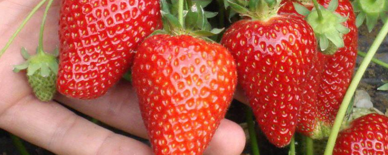 草莓几年换一次苗（草莓苗多少年换）