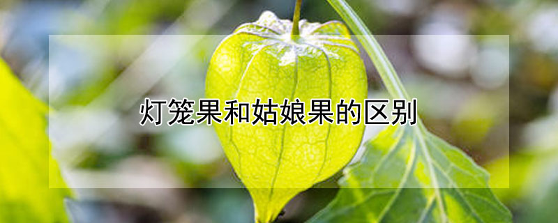 灯笼果和姑娘果的区别（灯笼果和姑娘果的区别 两种水果是一样的吗）