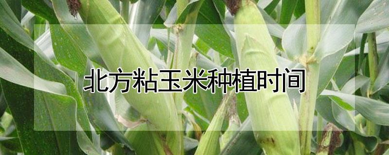 北方粘玉米种植时间（北方种早熟黏玉米的种植时间）