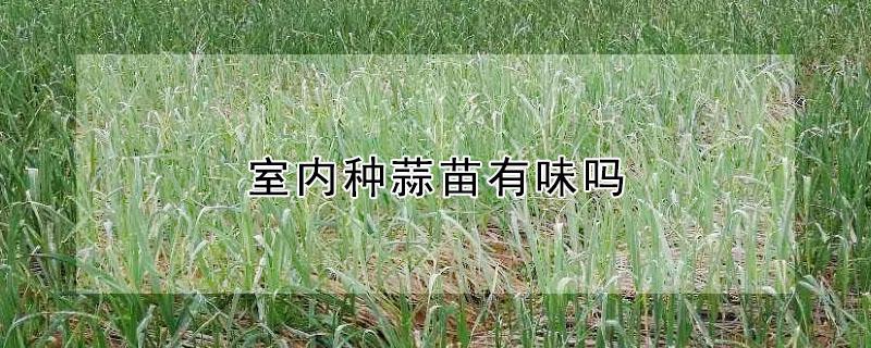 室内种蒜苗有味吗 蒜苗的气味有害吗