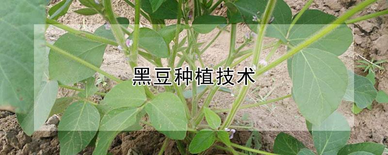 黑豆种植技术 黑豆种植技术与时间