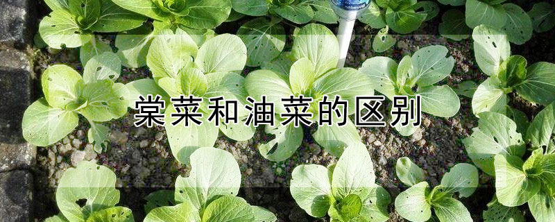 棠菜和油菜的区别 棠菜和油菜的区别照片