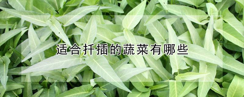 适合扦插的蔬菜有哪些 适合扦插的蔬菜有哪些图片