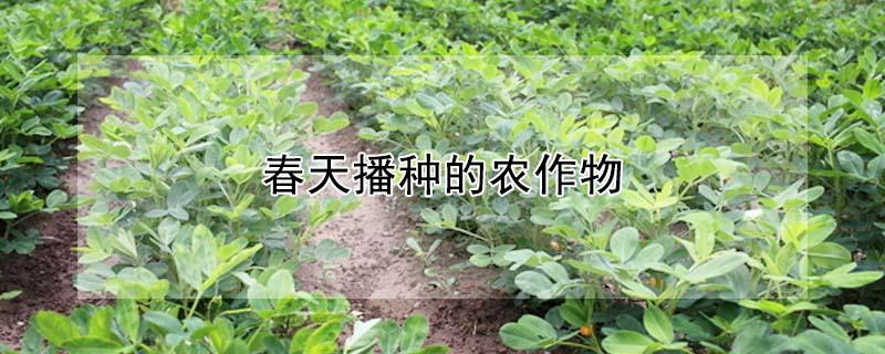 春天播种的农作物 春天播种的农作物简笔画