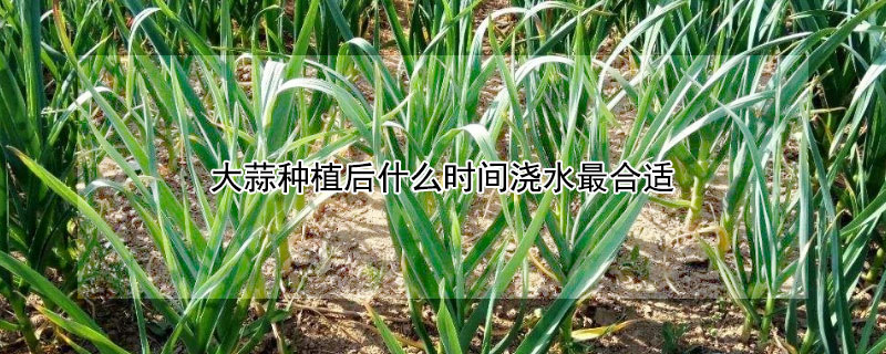 大蒜种植后什么时间浇水最合适 种植大蒜后什么时候浇水