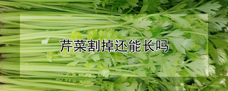 芹菜割掉还能长吗（芹菜割了还能长吗）