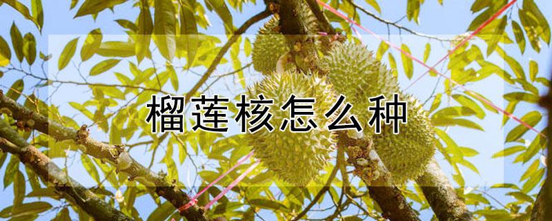 榴莲核怎么种（榴莲核怎么种盆栽）