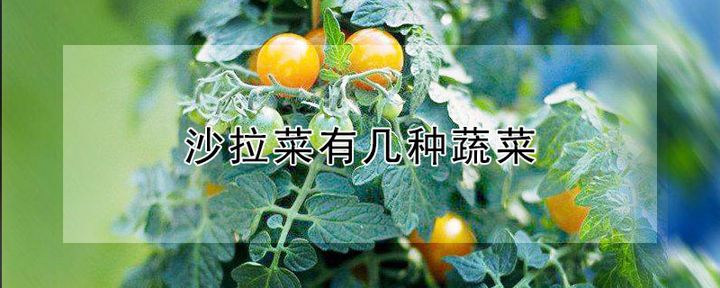 沙拉菜有几种蔬菜（沙拉菜有几种蔬菜减肥）