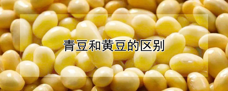 青豆和黄豆的区别 青豆和黄豆的区别是什么