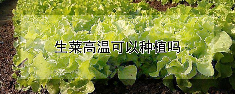 生菜高温可以种植吗 生菜什么温度才能种植
