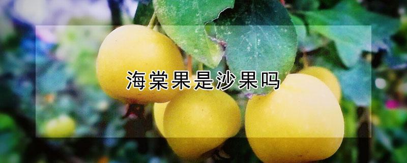 海棠果是沙果吗 海棠果是沙果吗?