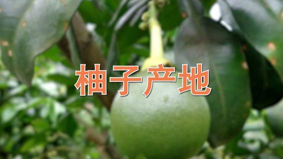 柚子产地（柚子产地在哪个省）