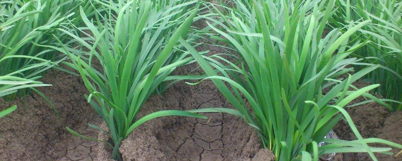 韭菜从根到叶子发黄咋办（韭菜根发黄怎么办）