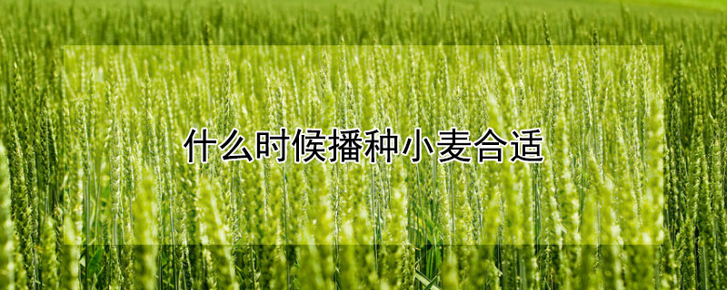 什么时候播种小麦合适 什么时候播种小麦合适呢