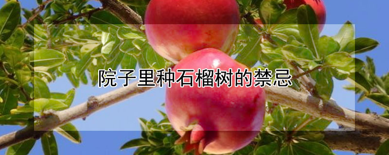 院子里种石榴树的禁忌（院子里种石榴树的禁忌有哪些）