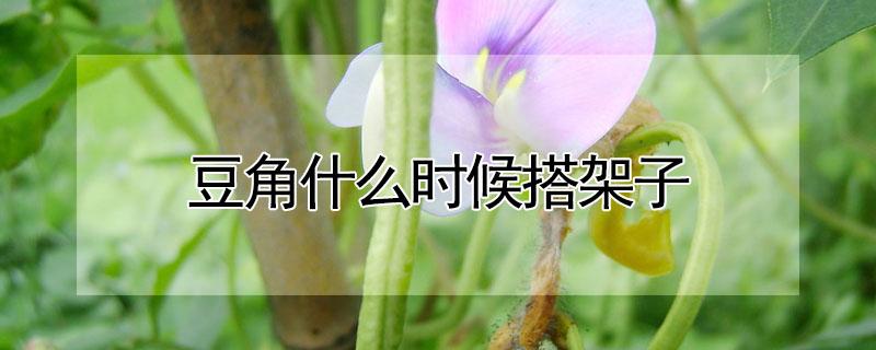 豆角什么时候搭架子 豆角什么时候搭架子比较好
