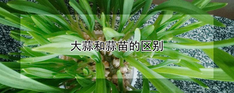 大蒜和蒜苗的区别 大蒜和蒜苗的区别图片