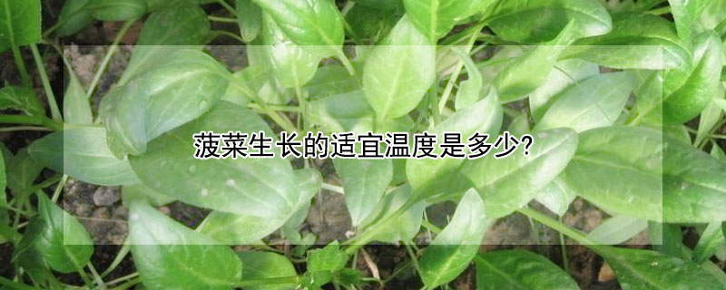 菠菜生长的适宜温度是多少?（菠菜种植的适宜温度）