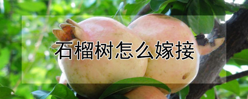 石榴树怎么嫁接（石榴树怎么嫁接成活率高）
