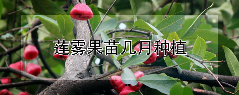 莲雾果苗几月种植 莲雾果苗几月种植合适