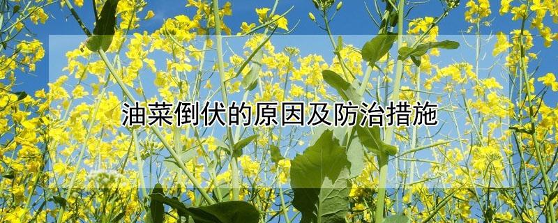 油菜倒伏的原因及防治措施（遇到油菜倒伏怎么办正确答案是）