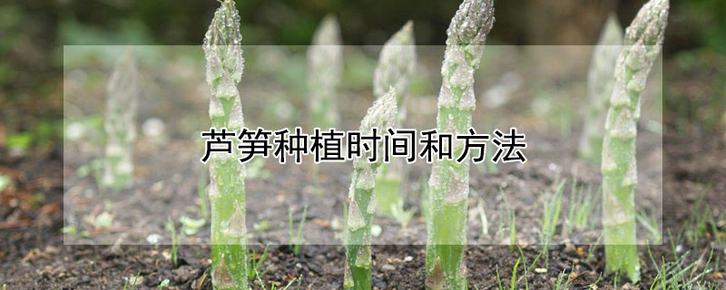 芦笋种植时间和方法 芦笋种植时间和方法视频