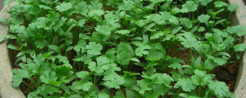 香菜苗为什么总会倒 香菜苗为什么总会倒和死