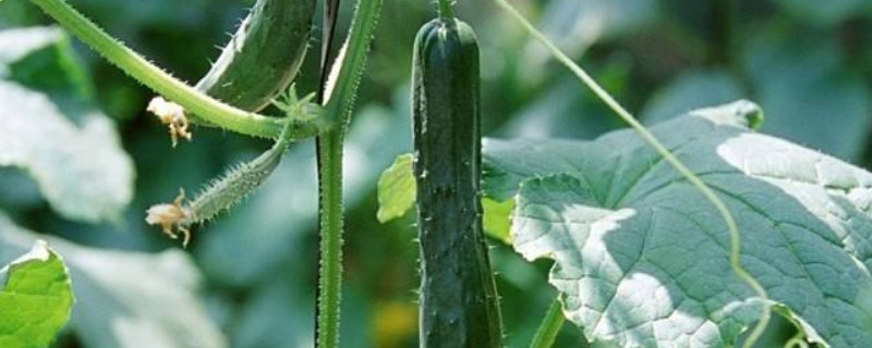 黄瓜定植后促生根方法（黄瓜定植后促生根方法是什么）