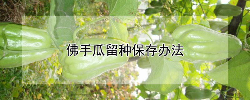 佛手瓜留种保存办法 佛手瓜留种怎么保存